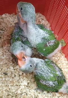 Raw parrot baby | Raw Parrot chicks  | parrot chicks