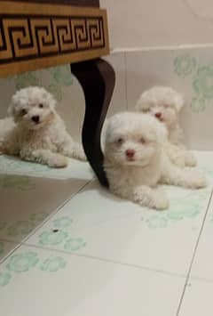 Coton de tulear puppies available for sale