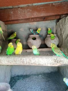 Australian Budgies