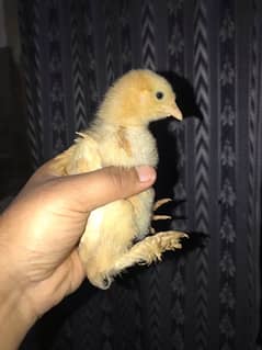 Golden heavy buff chicks are available for sale