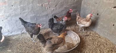 desi hens plus heera aseel chick's for sale