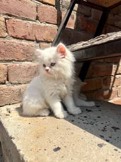 persian kitten triple coated