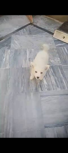 very active and playfull dog available for sale