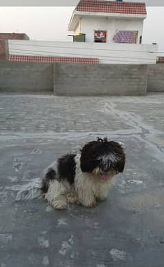 shih tzu dog