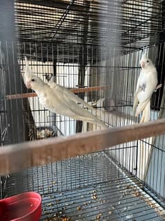 2 cocktail breeder pair for sell