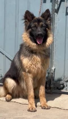 German shepherd Long coat Pedigre Male and quality pups