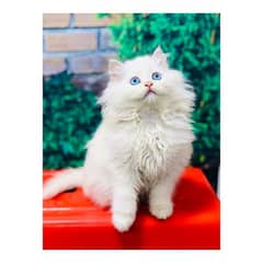 Persian Punch face triple coat cat Kitten