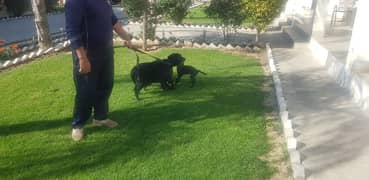 Army Dog Centre Issued- labrador Puppy