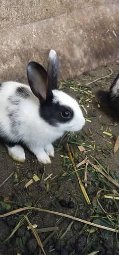 Rabbits for sale 1500 jori