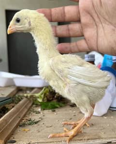 white shamo male chick