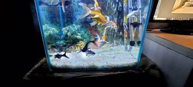 I m Selling Aquarium  with All fishe