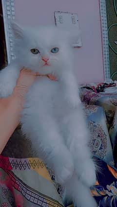 Persian kitten