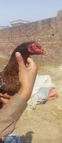 pakistani aseel morgi ready to breed