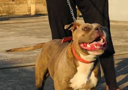 american bully