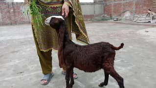 1 Bakra 1 bakri