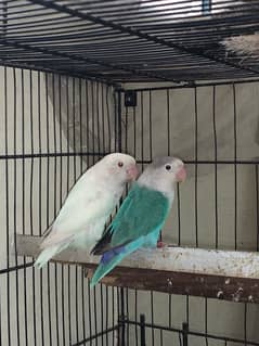 love birds breader pairs  axibition male hogoromo female full pair