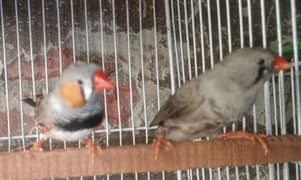 Zebra Finch With Cage And Matki