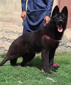 German shepherd top quality female for sale