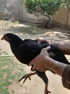 Reasonable Aseel Mianwali Hen for Sale.