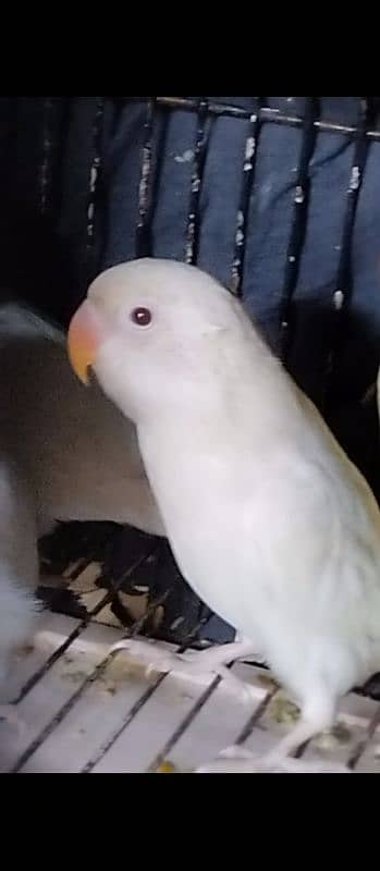 Green opaline & albino B2 hand tame chicks. 9