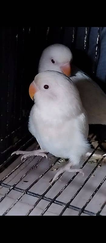 Green opaline & albino B2 hand tame chicks. 10