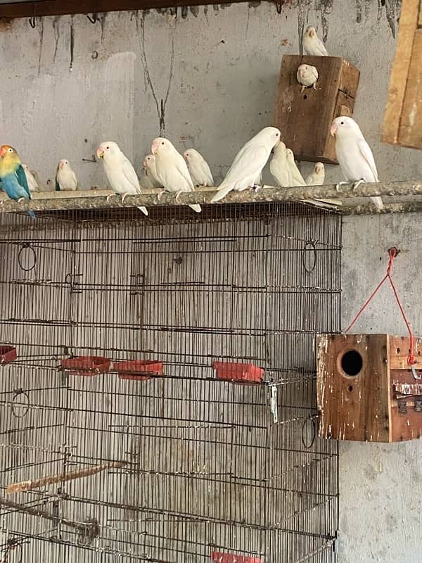 Love Birds 0