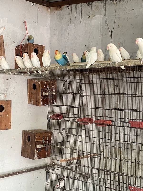 Love Birds 1