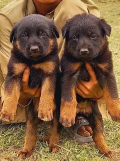 German Shepherd Puppies for sale