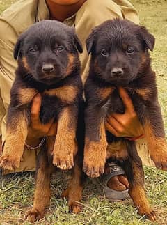 German shepherd puppies available for sale