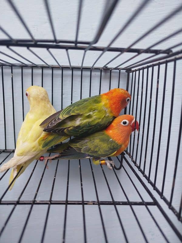 Creamino, Albino Opaline, Green Opaline split B1B2 split, split pf 0