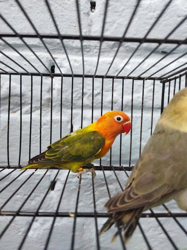 Creamino, Albino Opaline, Green Opaline split B1B2 split, split pf 1