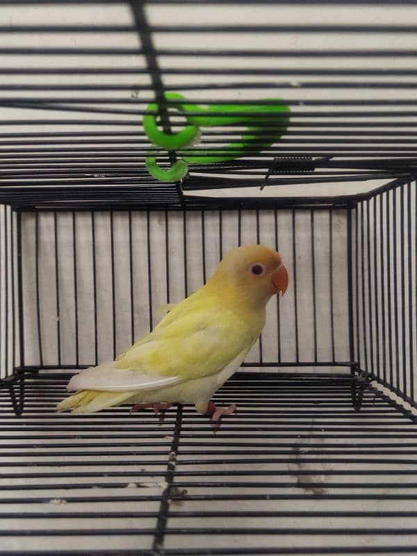 Creamino, Albino Opaline, Green Opaline split B1B2 split, split pf 2