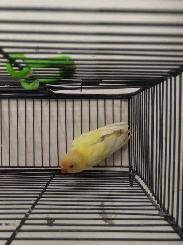 Creamino, Albino Opaline, Green Opaline split B1B2 split, split pf 3