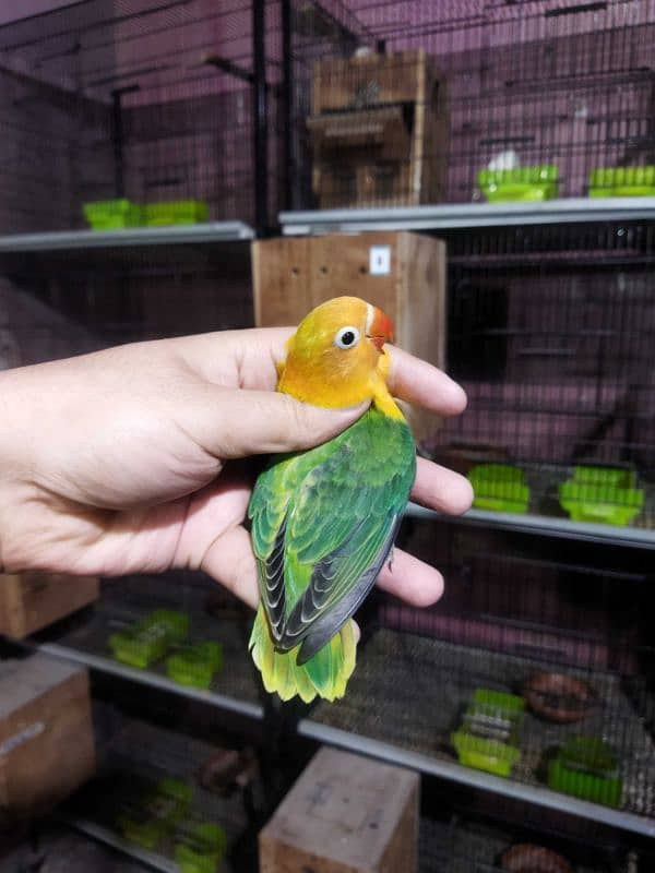 Creamino, Albino Opaline, Green Opaline split B1B2 split, split pf 5