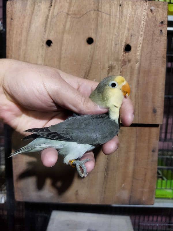 Creamino, Albino Opaline, Green Opaline split B1B2 split, split pf 6