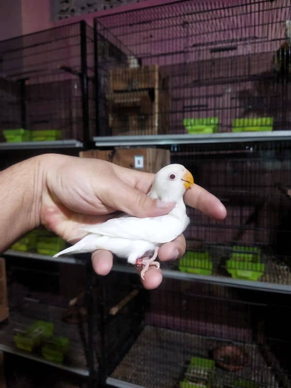 Creamino, Albino Opaline, Green Opaline split B1B2 split, split pf 7