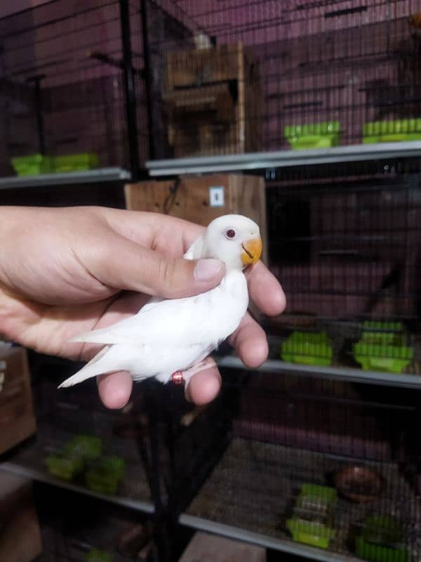 Creamino, Albino Opaline, Green Opaline split B1B2 split, split pf 8