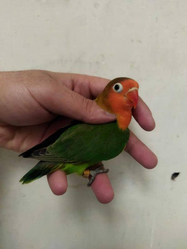 Creamino, Albino Opaline, Green Opaline split B1B2 split, split pf 9