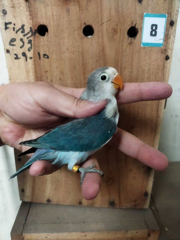 Creamino, Albino Opaline, Green Opaline split B1B2 split, split pf 10