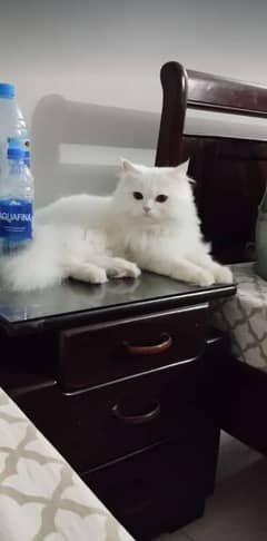 Persian cat