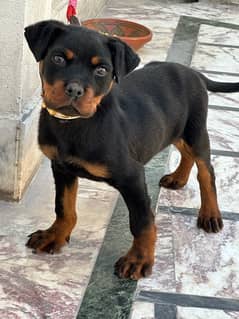 Rottweiler Male puppy