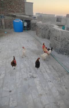 7 hens for sale