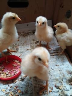 Golden Heavy Buff Chicks for Sale