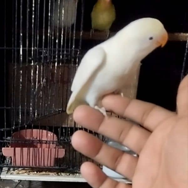 Green opaline & albino B2 hand tame chicks. 6
