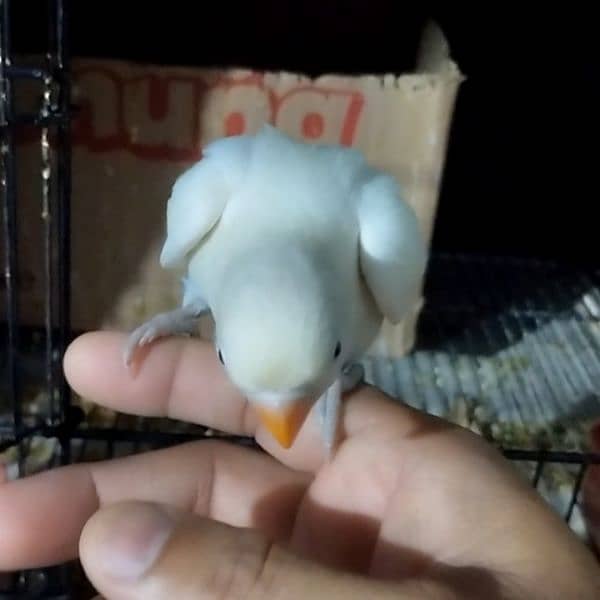 Green opaline & albino B2 hand tame chicks. 8