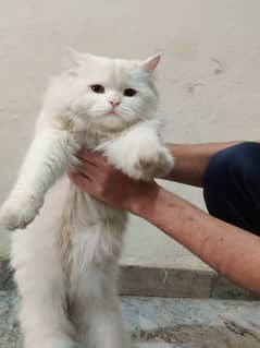 Persian Triple coat