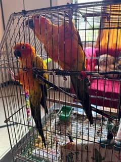 Breeder Son conure for sale.