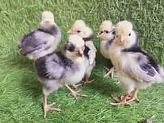 Golden Buff | White Buff | polish chicks | buff chicks | heavy Buff