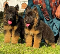 German shepherd proper long coat puppies