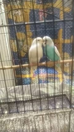 Budgies